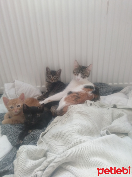 Tekir Kedi, Kedi  Helen fotoğrafı