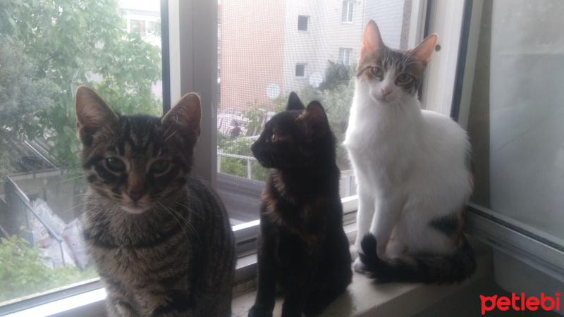 Tekir Kedi, Kedi  Helen fotoğrafı