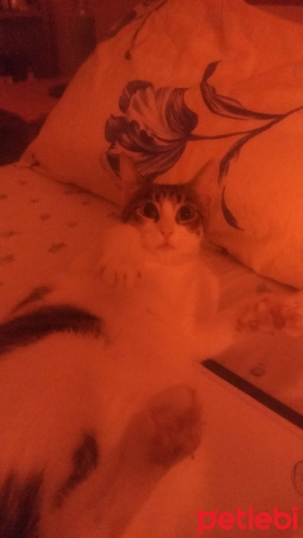Tekir Kedi, Kedi  Helen fotoğrafı