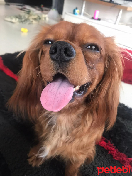 Cavalier King Charles Spanieli, Köpek  Viski fotoğrafı