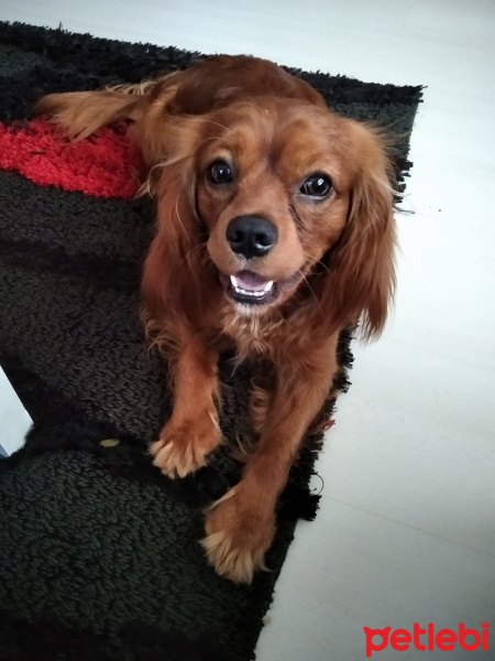 Cavalier King Charles Spanieli, Köpek  Viski fotoğrafı