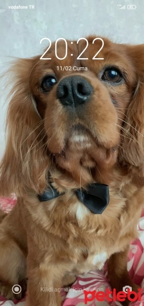 Cavalier King Charles Spanieli, Köpek  Viski fotoğrafı