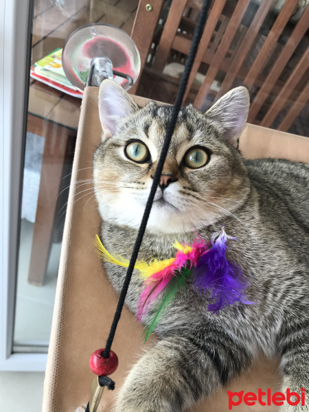 British Shorthair, Kedi  YUFKA fotoğrafı