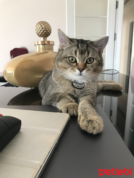 British Shorthair, Kedi  YUFKA fotoğrafı