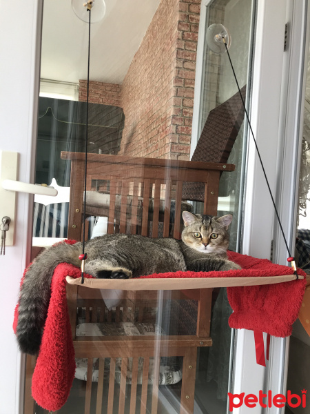 British Shorthair, Kedi  YUFKA fotoğrafı
