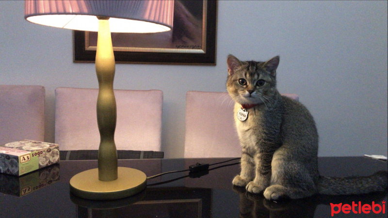 British Shorthair, Kedi  YUFKA fotoğrafı
