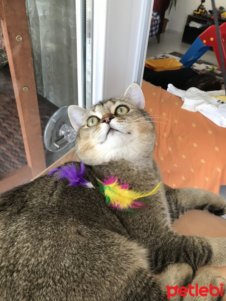 British Shorthair, Kedi  YUFKA fotoğrafı