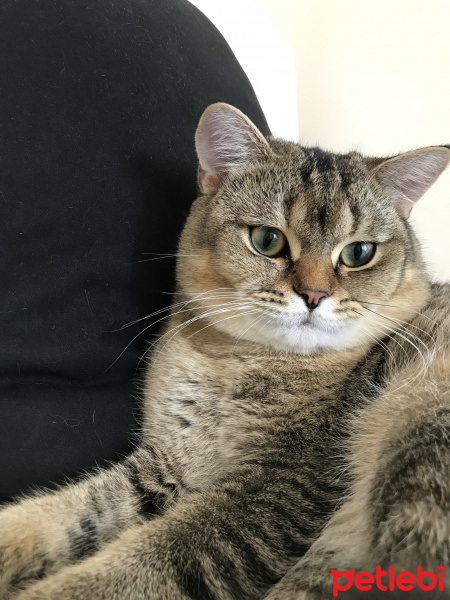British Shorthair, Kedi  YUFKA fotoğrafı
