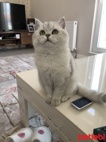 Scottish Fold, Kedi  Rio fotoğrafı