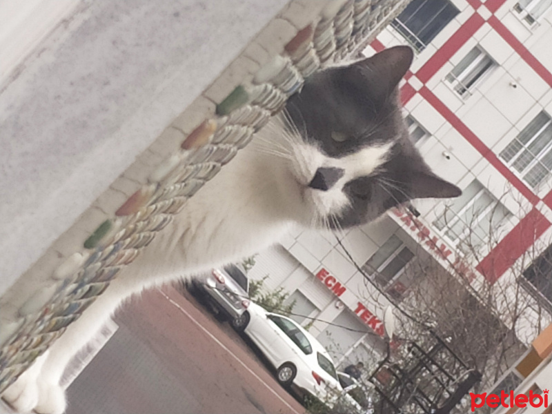 İran Kedisi (Persian), Kedi  BoB fotoğrafı