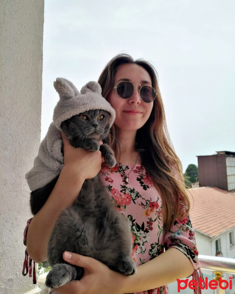 British Shorthair, Kedi  Bozbey fotoğrafı