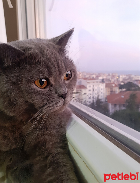 British Shorthair, Kedi  Bozbey fotoğrafı