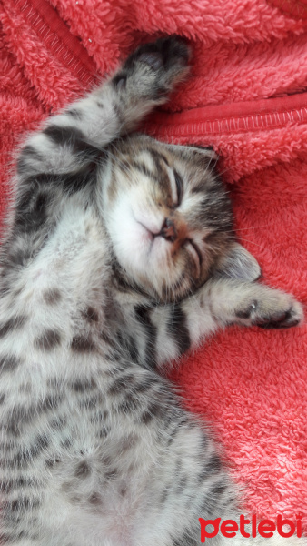 Scottish Fold, Kedi  Zeytin fotoğrafı