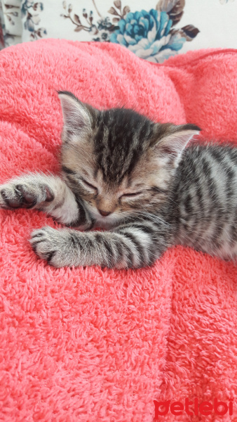 Scottish Fold, Kedi  Zeytin fotoğrafı
