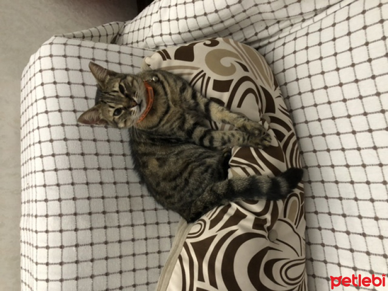 Tekir Kedi, Kedi  Boncuk fotoğrafı