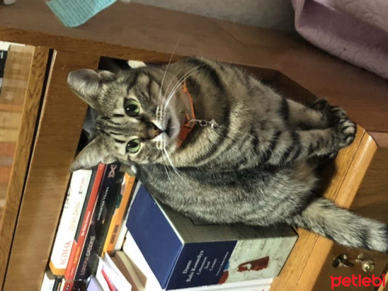 Tekir Kedi, Kedi  Boncuk fotoğrafı