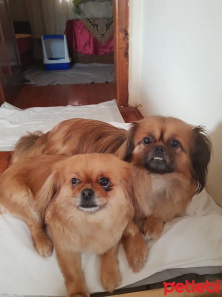 Pekingese, Köpek  Boncuk fotoğrafı