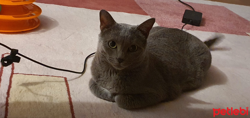 Mavi Rus, Kedi  Mia fotoğrafı