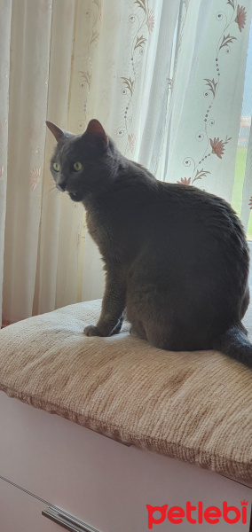 Mavi Rus, Kedi  Mia fotoğrafı