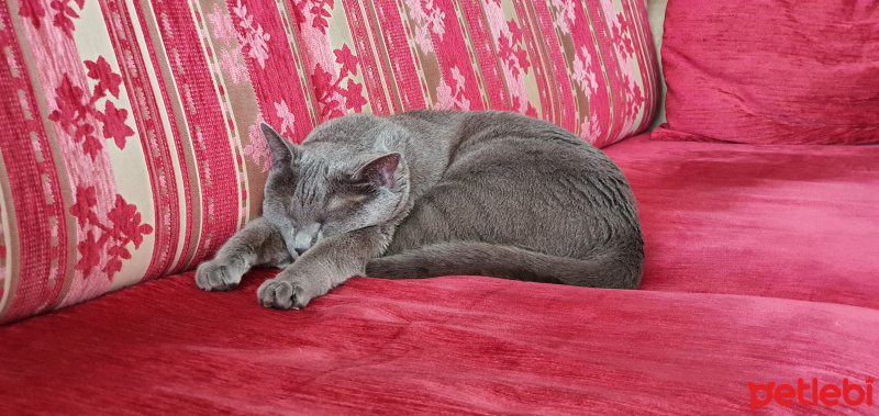 Mavi Rus, Kedi  Mia fotoğrafı