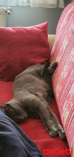 Mavi Rus, Kedi  Mia fotoğrafı