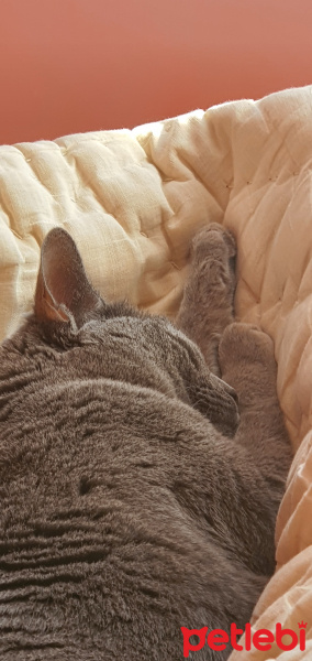 Mavi Rus, Kedi  Mia fotoğrafı