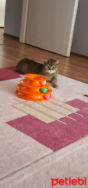 British Shorthair, Kedi  Lokum fotoğrafı