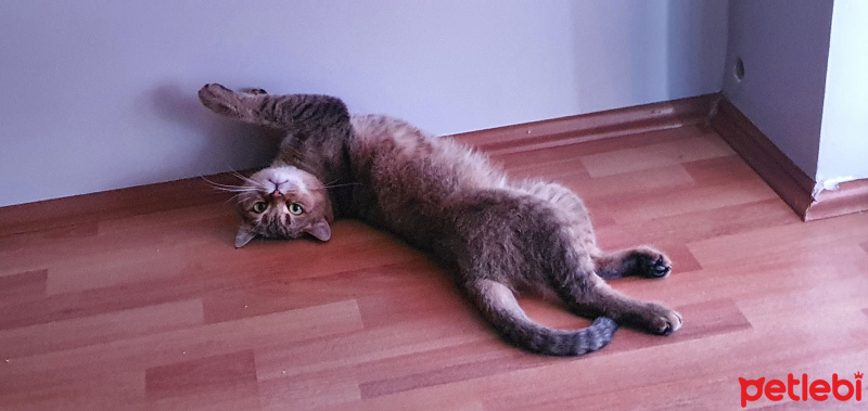 British Shorthair, Kedi  Lokum fotoğrafı