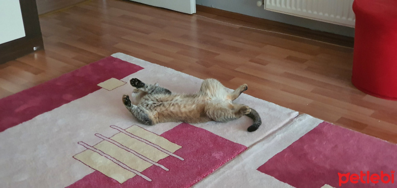 British Shorthair, Kedi  Lokum fotoğrafı