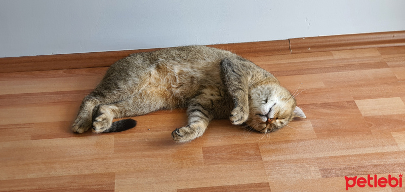British Shorthair, Kedi  Lokum fotoğrafı