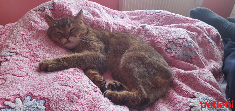 British Shorthair, Kedi  Lokum fotoğrafı
