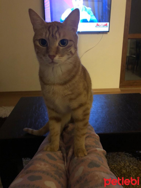 Sarman, Kedi  Leo fotoğrafı