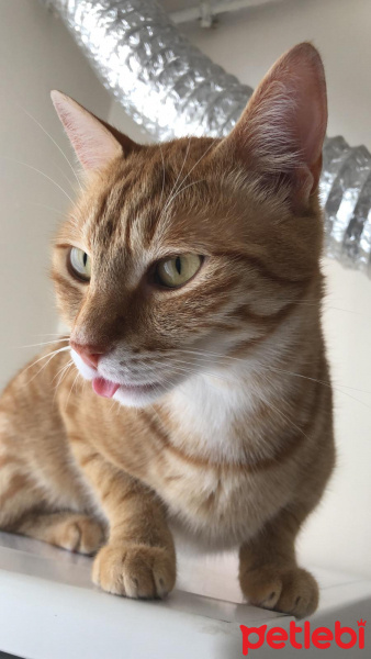 Sarman, Kedi  Leo fotoğrafı