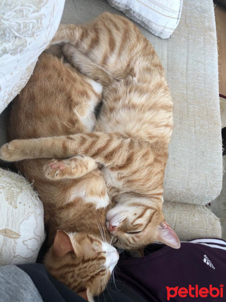 Sarman, Kedi  Leo fotoğrafı