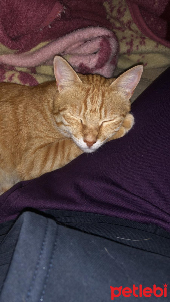 Sarman, Kedi  Leo fotoğrafı