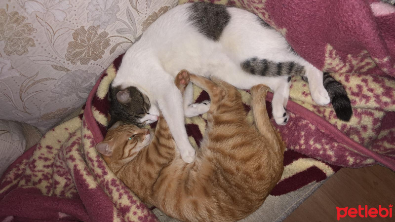 Tekir Kedi, Kedi  Angel fotoğrafı