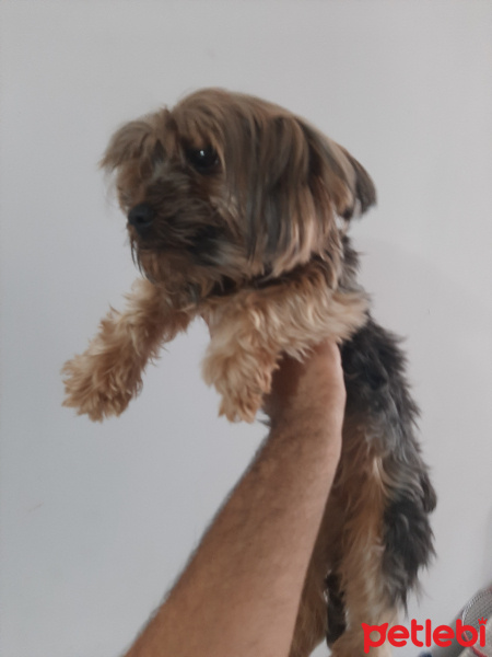 Yorkshire Terrier, Köpek  Zed fotoğrafı