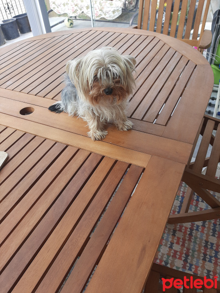 Yorkshire Terrier, Köpek  Zoe fotoğrafı