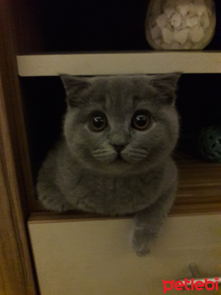 Scottish Fold, Kedi  Chanel fotoğrafı
