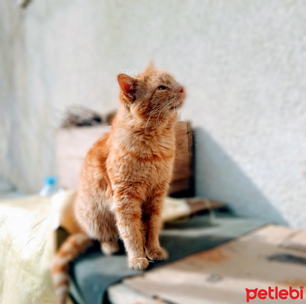 Sarman, Kedi  Balım fotoğrafı