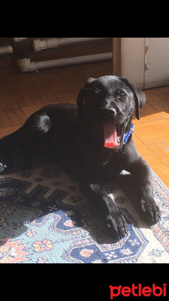 Labrador Retriever, Köpek  Gölge fotoğrafı