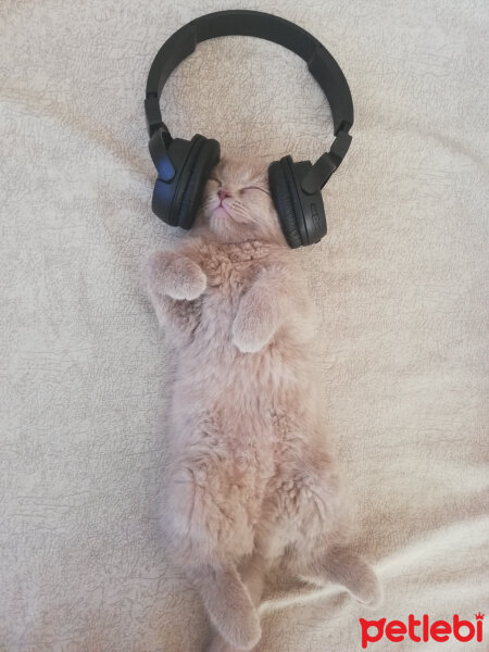 British Shorthair, Kedi  Lika fotoğrafı