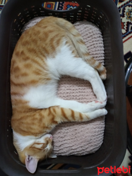 Sarman, Kedi  Şanslı fotoğrafı