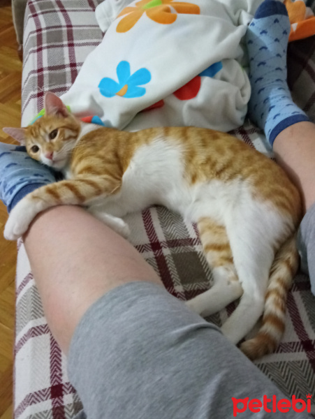 Sarman, Kedi  Şanslı fotoğrafı