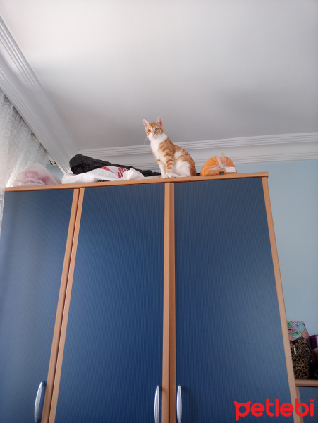 Sarman, Kedi  Şanslı fotoğrafı