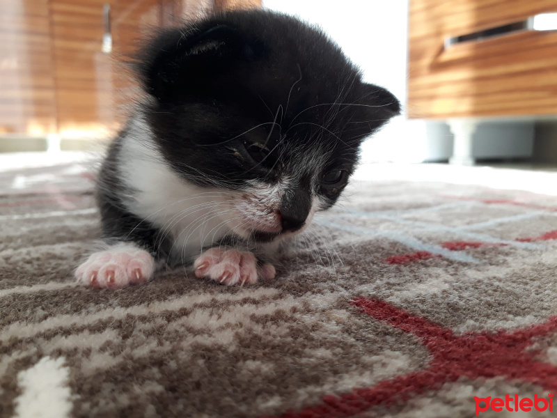 Tuxedo (Smokin) Kedi, Kedi  Maviş fotoğrafı