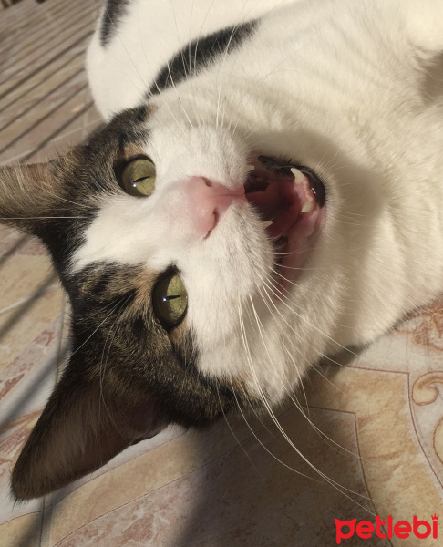 Tekir Kedi, Kedi  Mişa fotoğrafı