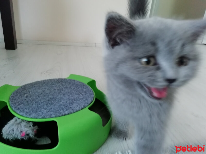 British Shorthair, Kedi  Smyrna fotoğrafı