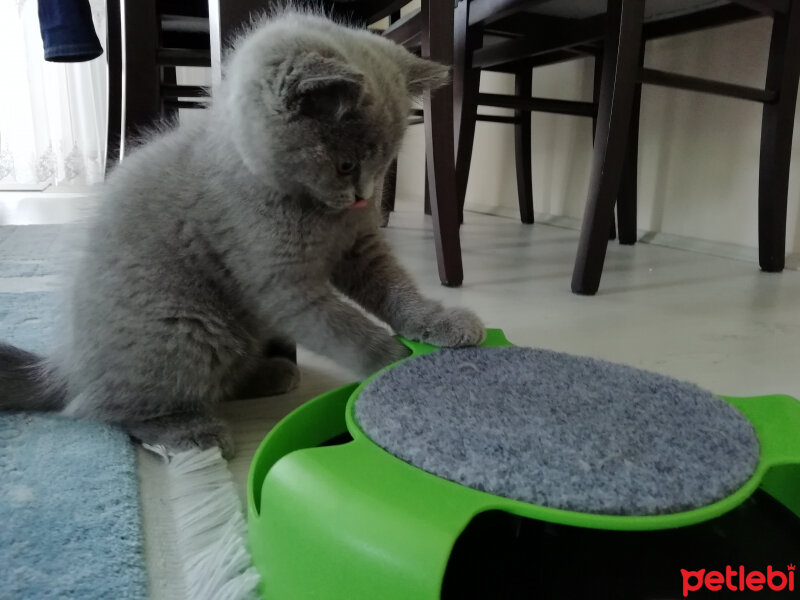 British Shorthair, Kedi  Smyrna fotoğrafı