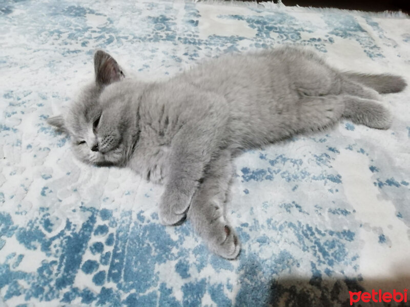 British Shorthair, Kedi  Smyrna fotoğrafı